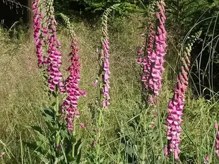 Dedalera (Digitalis purpurea)