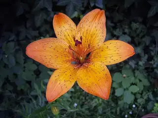 Lirio (Lilium)