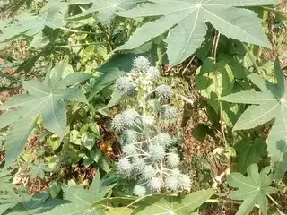 Ricino (Ricinus communis)